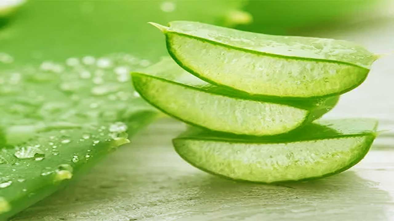 Rahasia Pengobatan Alami Melasma dan Hiperpigmentasi dengan Lidah Buaya – Ampuh dan Terbukti!